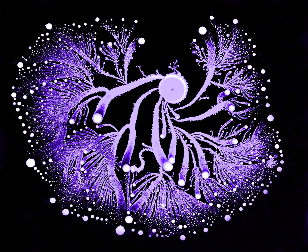 🧫Bacteria Fractals!  —The Social Behavior Of Bacteria, Trippily Explored In Art —"The advanced collective and social intelligence of #bacteria colonies makes for some very psychedelic design."- Dr. Eshel Ben-Jacob #BioArt —bit.ly/2T9cB72 #FractalFriday #ArtScience