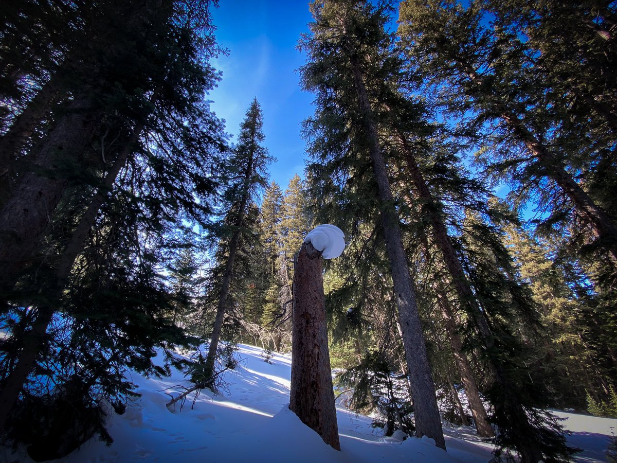 J-Michel Mougeolle tweet media