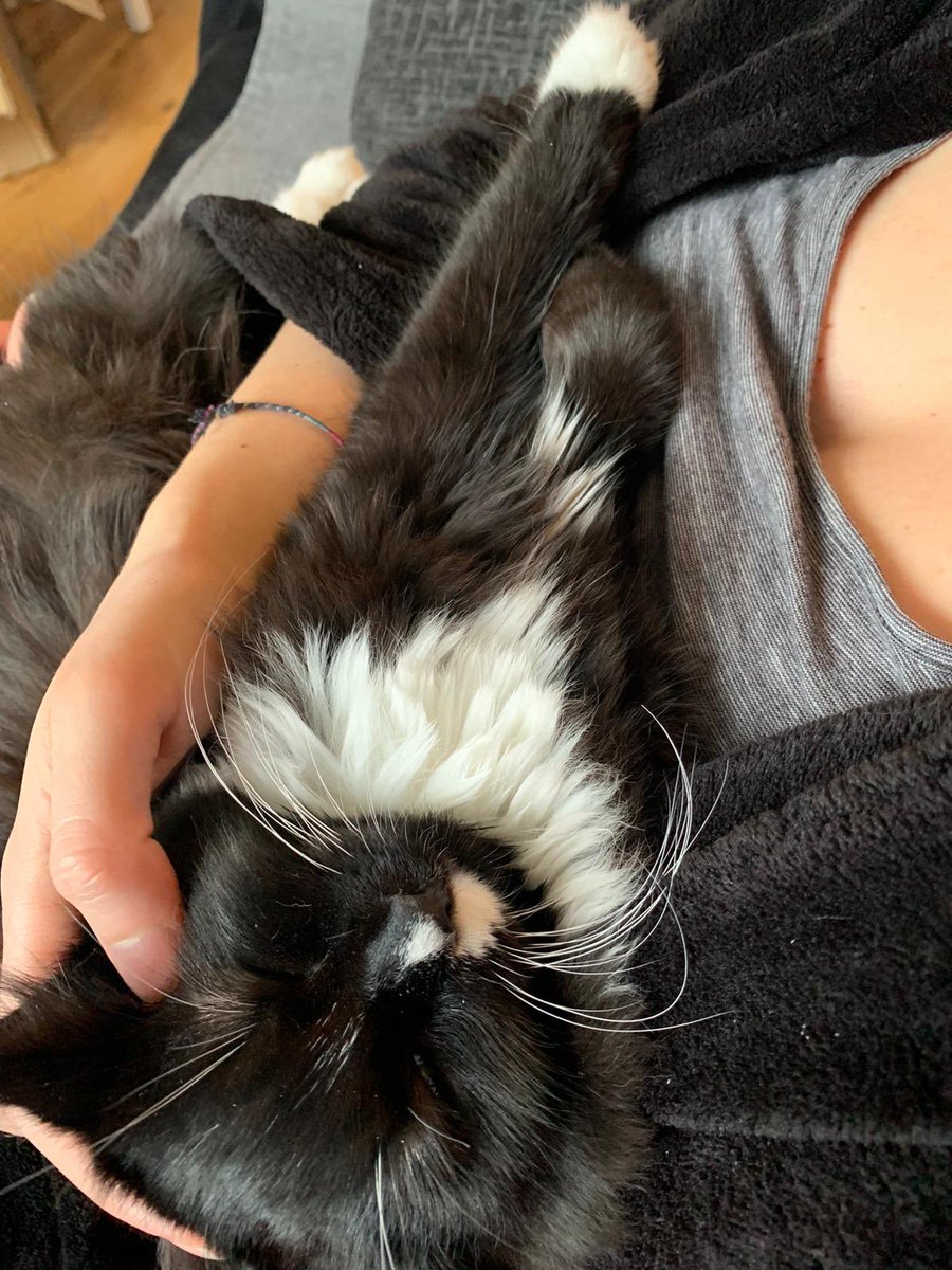 CiriDemi's tweet photo. Sleepy Demi 💤 #sleepy #kitty #meow #cat #kitten https://t.co/JAPoDy4Kuo