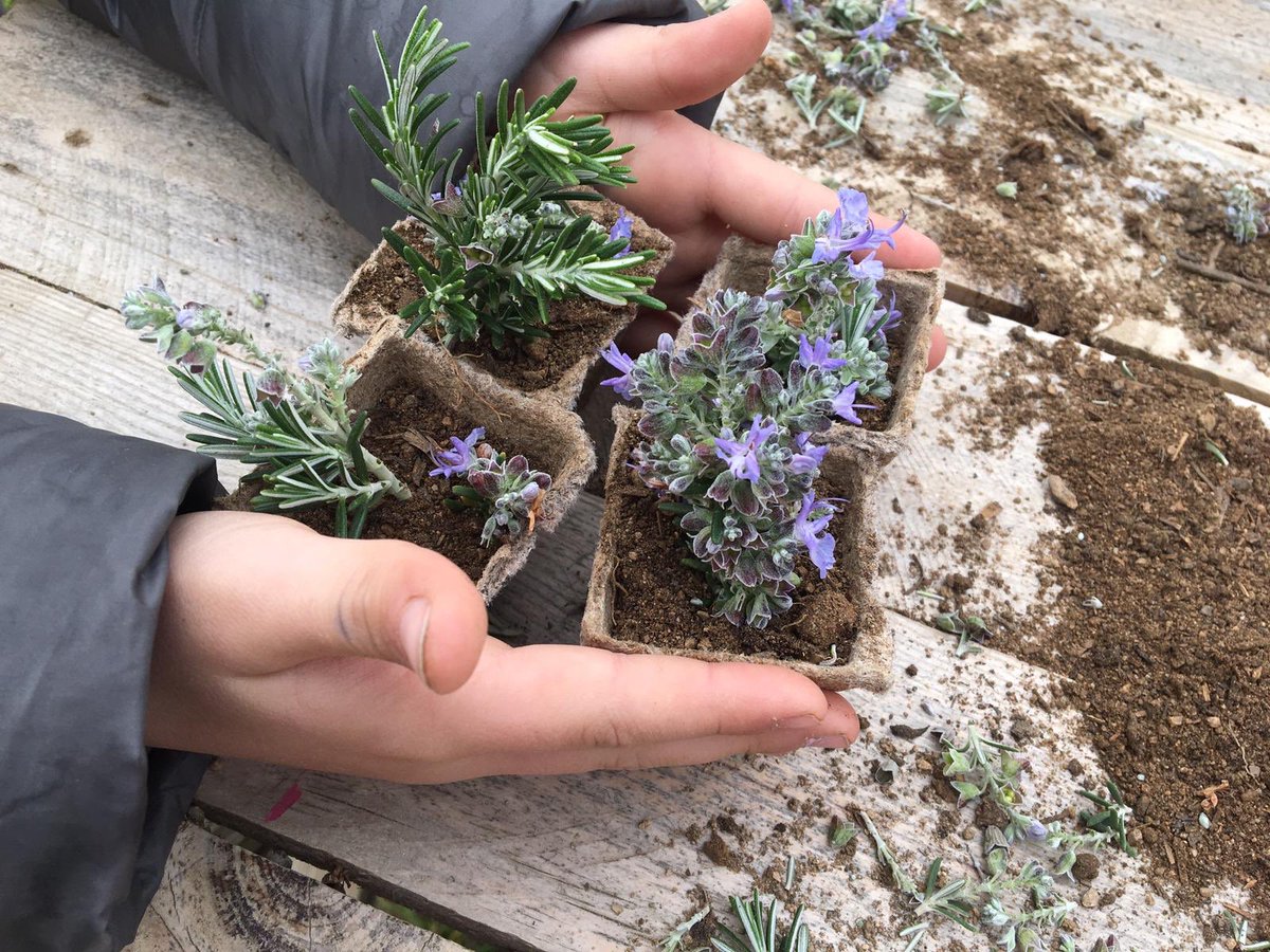 Moni__Maya's tweet photo. #parcdelesolors #elserrat #plantes #herbesmedicinals #excursio
-Nens, qui vol plantar un esqueix?...
... i jo també he aixecat la ma ràpidament, com una nena de 6 anys... no m’ho anava a perdre!!!😜 https://t.co/f1jMu8aDGW