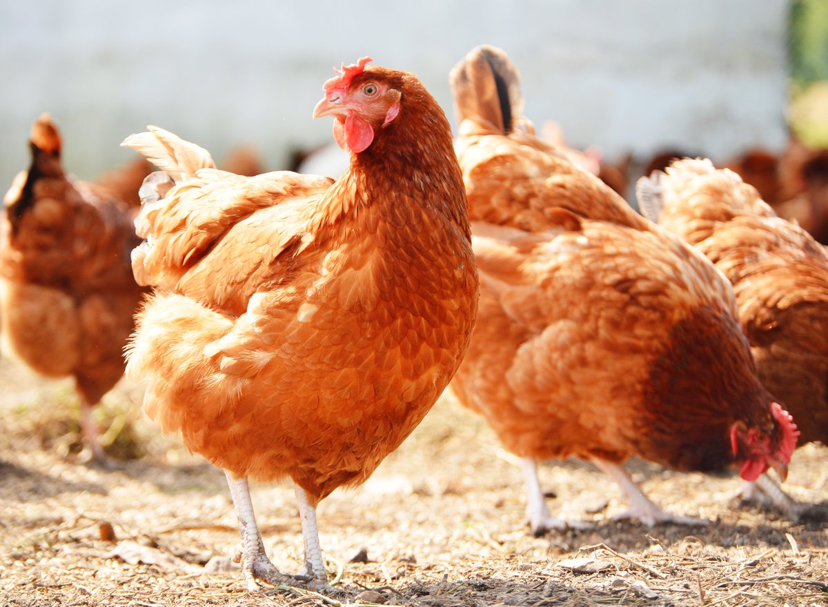 VetzInsight's tweet photo. What Does Cockfighting have to do with Backyard #Chickens?
The best way to prevent #VND from spreading like a wildfire is strict biosecurity
https://t.co/ZUo5D9Q7zC https://t.co/y0AfALg6FU