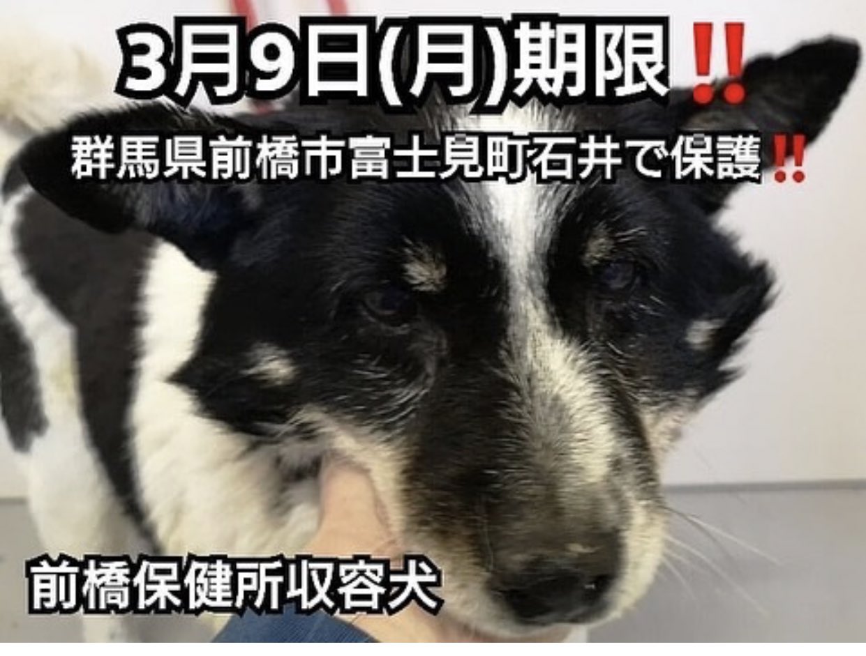 タコ ちゃん Pa Twitter 群馬県前橋保健所収容 3月9日 月 期限 老犬ちゃん 場所によっては期限過ぎたら翌日殺処分の場合もあります 大人しいワンチャン 管理番号 02 02 性別 オス 推定年齢 10才以上 首輪等 革製茶色 特徴 おとなしい 衛生検査課 生活衛生係 タコ ちゃん Pa Twitter 群馬県前橋保健所収容 3月9日 月 期限 老犬ちゃん 場所によっては期限過ぎたら翌日殺処分の場合もあります 大人しいワンチャン 管理番号 02 02 性別 オス 推定年齢 10才以上 首輪等 革製茶色 特徴 おとなしい 衛生検査課 生活衛生係