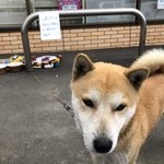 【拡散希望】迷子の柴犬の写真が投稿されると一気に話題に