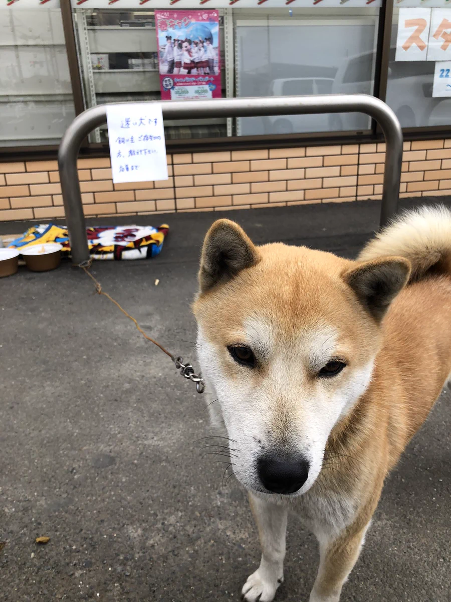 【拡散希望】迷子の柴犬の写真が投稿されると一気に話題に