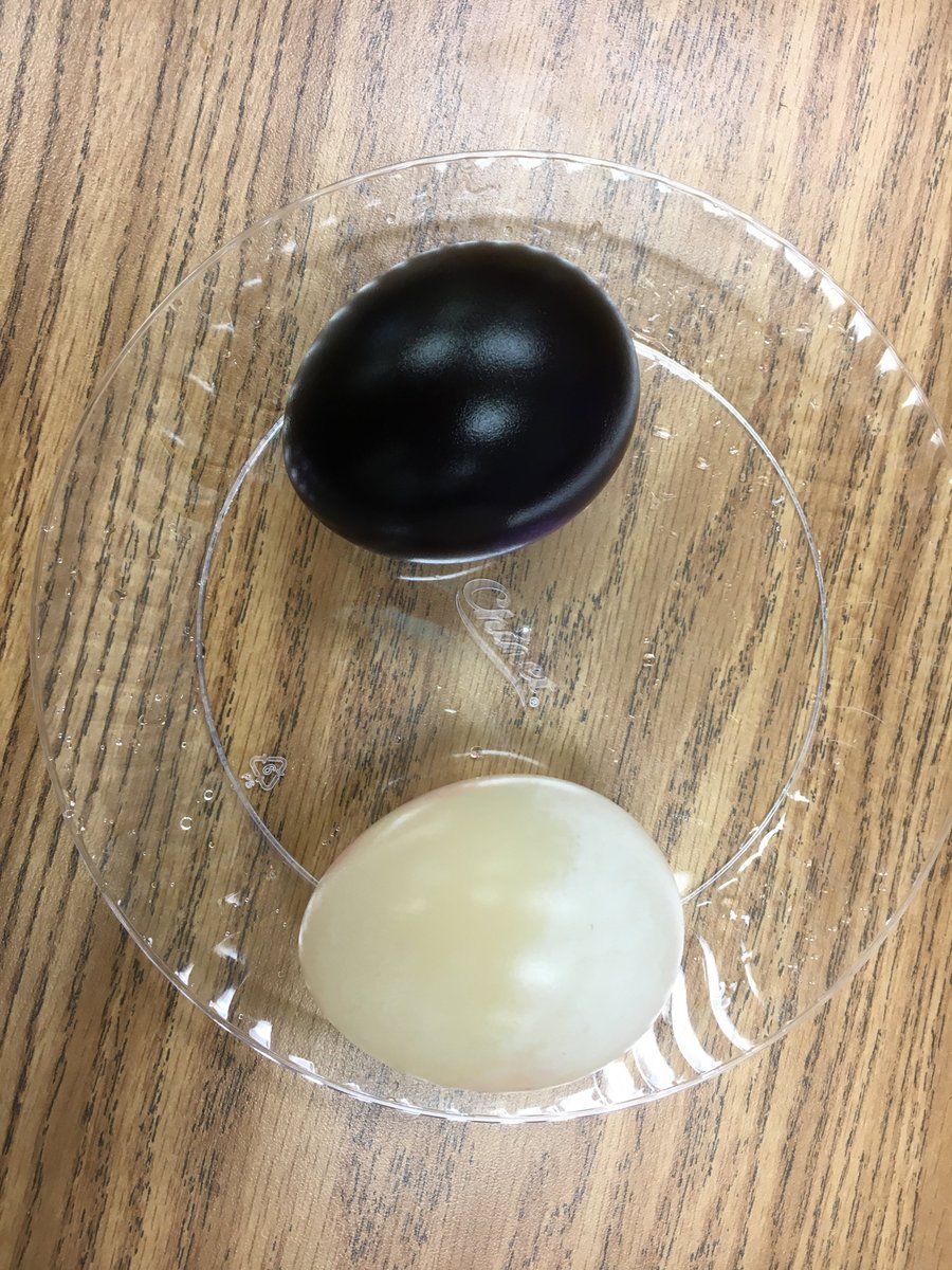 TBranderson's tweet photo. Students examined how water moves through a cell membrane. #osmosis  #SCES20  @SandersCornerES https://t.co/lSRJT9Tnz2