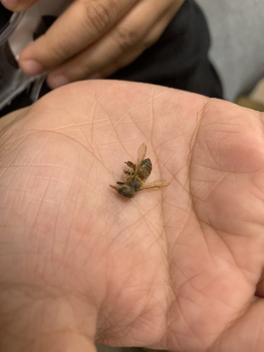 2nd graders observing honey bees!!🐝 #Plants&amp;Bugs #JSUAMSTI <a href="/WEStriplin/">W E Striplin Elem</a>