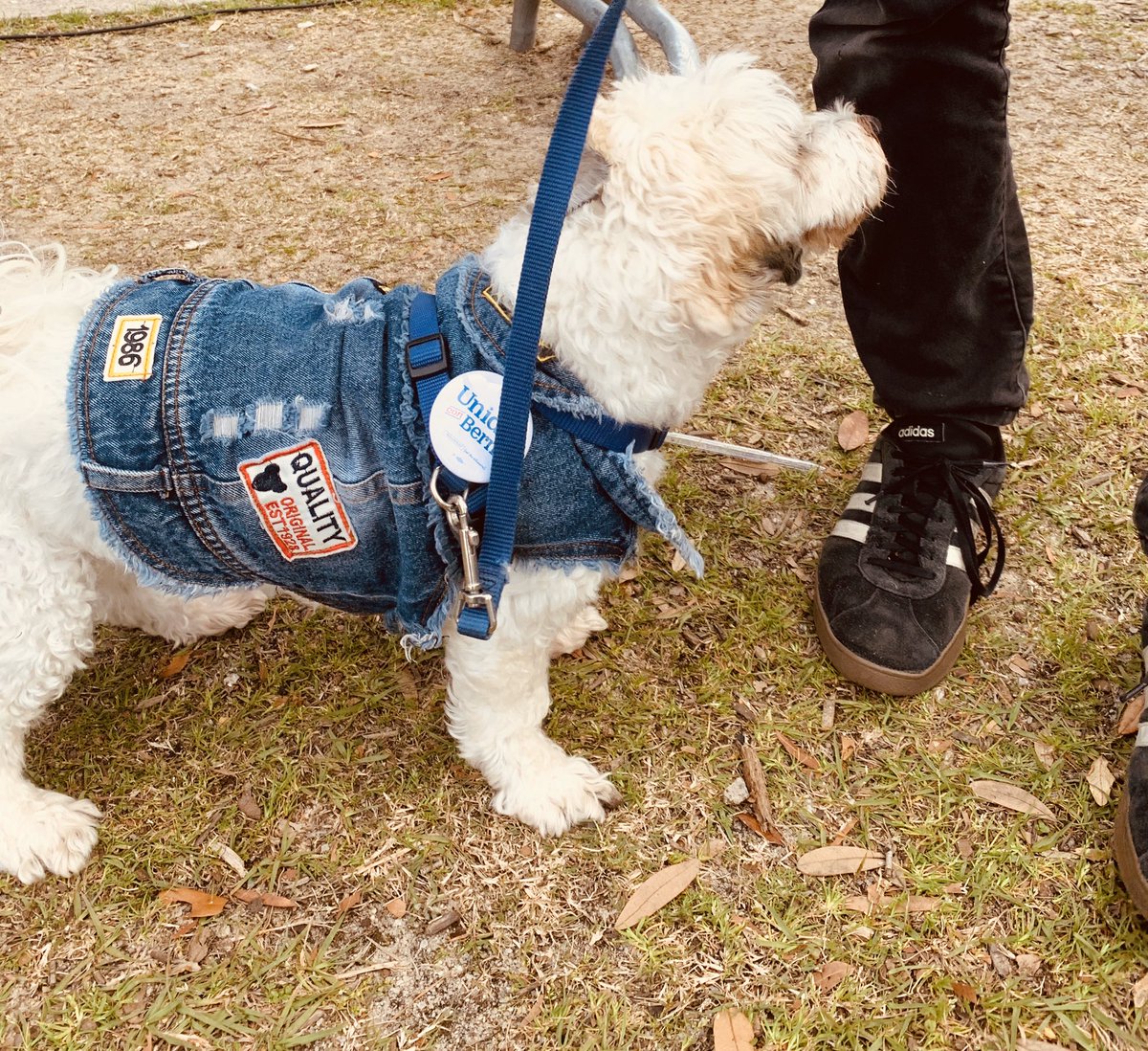 foxtrotboogie's tweet photo. #DogsforBernie #SCforBernie https://t.co/ZEycrjdhiy