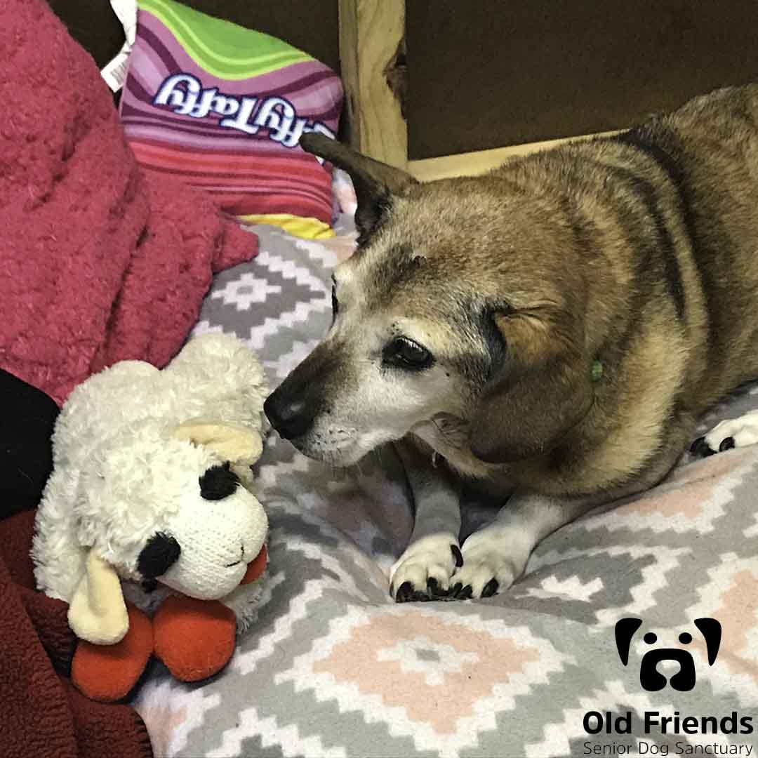 oldfriendssds's tweet photo. Prissy is sweet! She absolutely loves her lamb chop 💘
---
#ofsds #seniordogs #ofsdsprissy https://t.co/votAZkIAKT