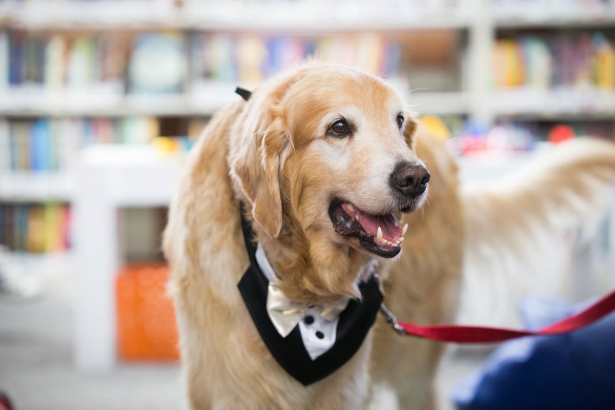 Free throws AND fluff??🏀🐾
We like to think it’s a combination you didn’t know you needed🤩 Pet some pups this weekend from 4-6 during the <a href="/ucdavismbb/">UC Davis Men’s Basketball</a> and <a href="/ucdaviswbb/">UC Davis Women’s Basketball</a> double header!🐕💛 #GoAgs
