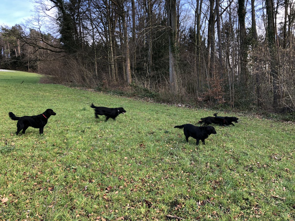 Rafael_Nala's tweet photo. Flatcoated Retriever time #Flatsfriday https://t.co/3kr0i9lJoU