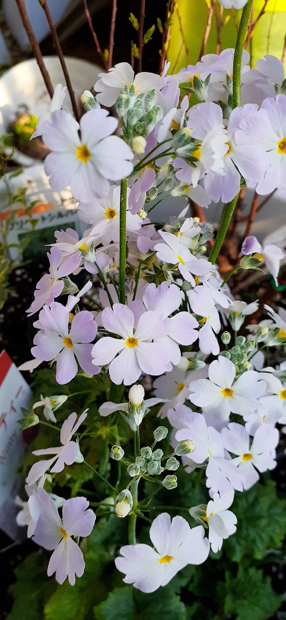 たまごはん 園芸部 クルメツツジとブナは桜 湖上の舞 を新たに加えて 3本構成にしました 大きくなってきたらまた分離するので スリット鉢に入れて寄植え 小さいスリット鉢いっぱい買っとこ ツツジも冬のうちに樹形整えておかなくちゃ ツツジ