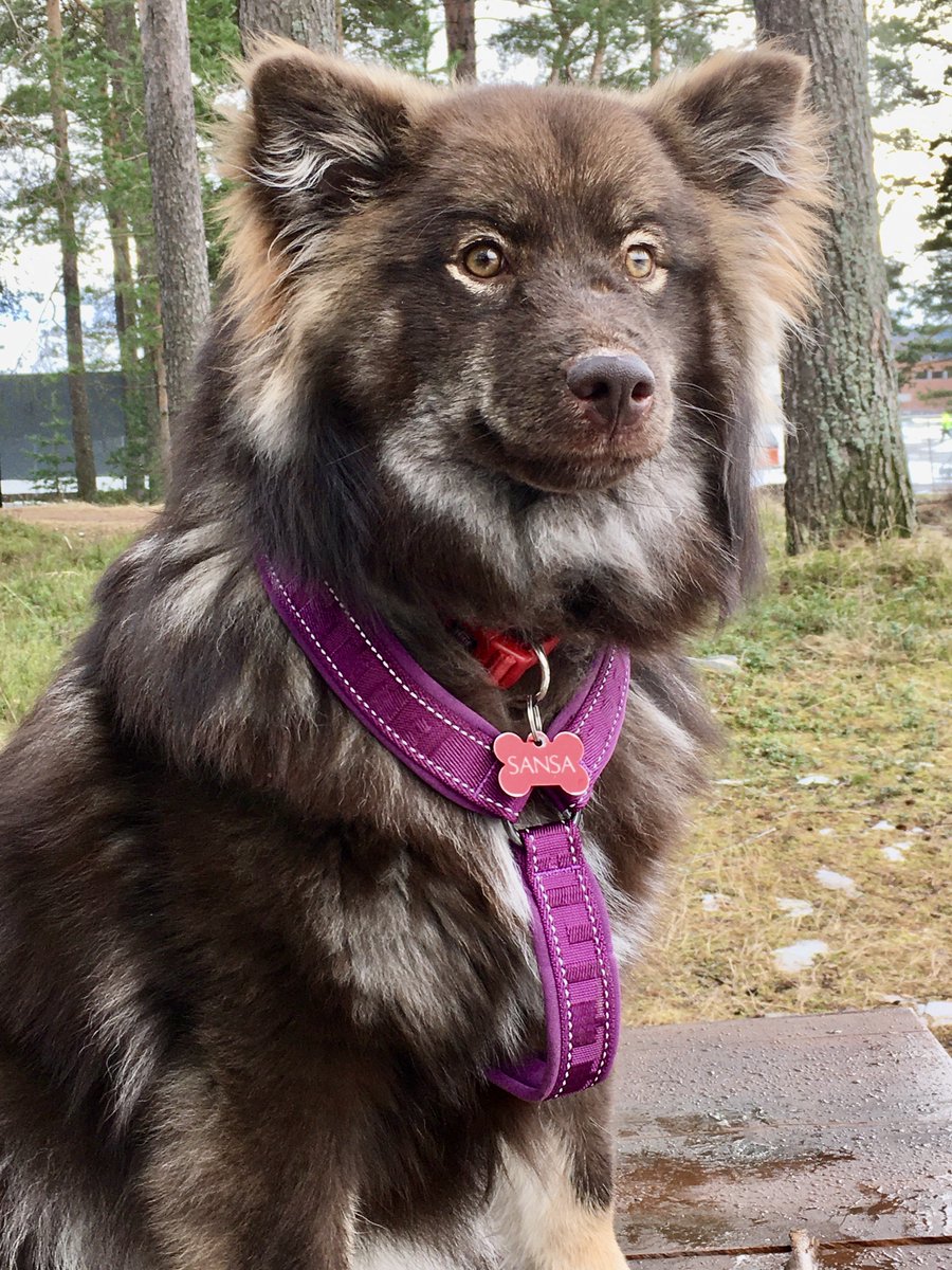 ekkeby's tweet photo. Sansa ( Finsk Lapphund ) Ut på tur, aldri sur 🐶😀 https://t.co/vm9otchN31