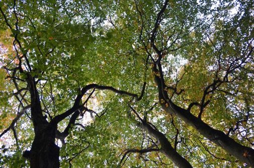 LGSpace's tweet photo. Each year Londonโs trees remove 2.4 million tonnes of air pollution ๐ณ๐ณ๐ณ
#health #environment #nature https://t.co/w1XMlW2s0J