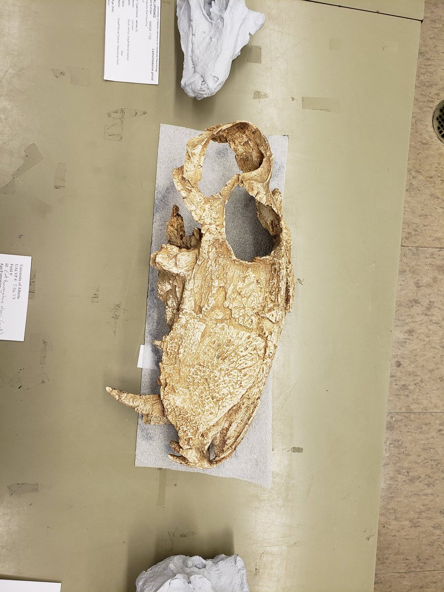 MarkPowersJ's tweet photo. This week from #PALEO419! We have started into synapsids! To showcase early synapsids, these lovely therapsid carnivores will pave the way. The first photo shows the biarnisuchians showing off their caniniforms, desperate to join team Gorgonopsidae (next photo). #FossilFriday https://t.co/UJ52jEKt1K