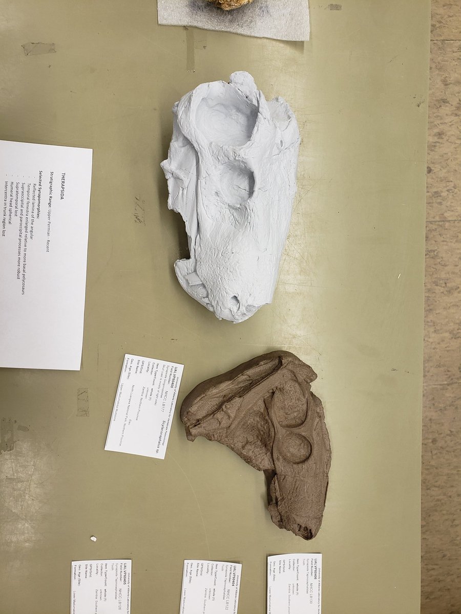 MarkPowersJ's tweet photo. This week from #PALEO419! We have started into synapsids! To showcase early synapsids, these lovely therapsid carnivores will pave the way. The first photo shows the biarnisuchians showing off their caniniforms, desperate to join team Gorgonopsidae (next photo). #FossilFriday https://t.co/UJ52jEKt1K