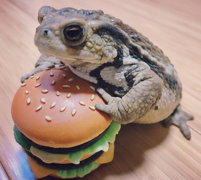 CSciven's tweet photo. What is this? This is not a pie! It will have to serve as a quick between pie snack. There will still be room for pie. 🐸
#HailMe #PieGod #BlameFrogCampaign #FroggyGate https://t.co/tmxETrc4fs