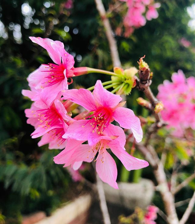 ellyliu65's tweet photo. Summer Time 🌸
Summer Sakura .
#sakurabloom #sakula #pinklover #flowers #flowerstagram #bluesky #natureshot #bellissima #hana #summer #櫻花 #nature #all_shot #colorful #allcolors #picoftheday #igdaily #iglikers #instalike #instagood #instadaily #花 #… https://t.co/qWsqxVXPYr https://t.co/PjNCEfjcp0