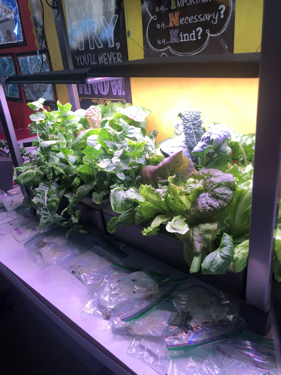 stutzmanink's tweet photo. Fun things have been growing in our indoor Aero Garden Farm! We had our first 🥗 harvest today . Yum! @NUSD1 @FarmtoSchool @lsecommunity https://t.co/8D30EAEbYD