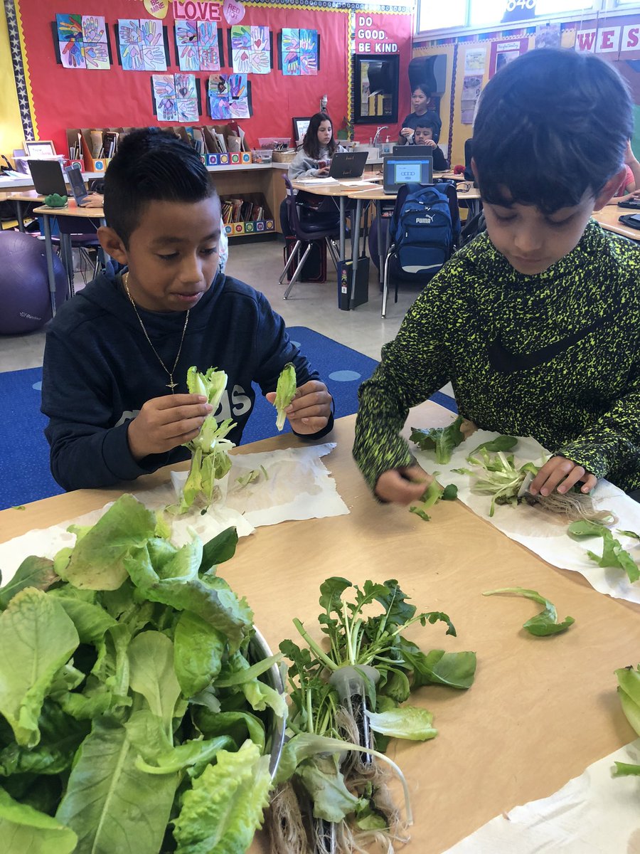 stutzmanink's tweet photo. Fun things have been growing in our indoor Aero Garden Farm! We had our first 🥗 harvest today . Yum! @NUSD1 @FarmtoSchool @lsecommunity https://t.co/3oubgRZ70p