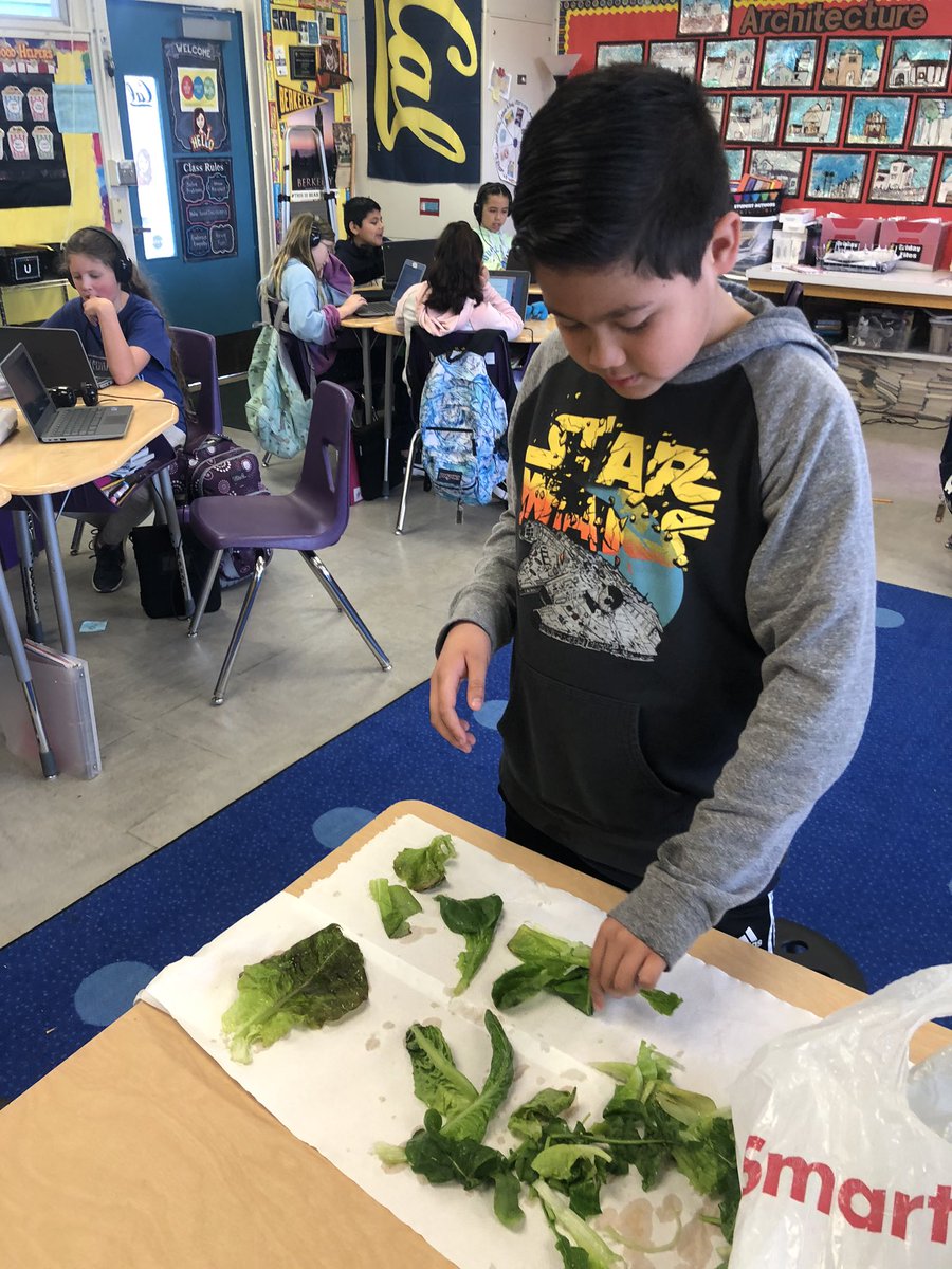 stutzmanink's tweet photo. Fun things have been growing in our indoor Aero Garden Farm! We had our first 🥗 harvest today . Yum! @NUSD1 @FarmtoSchool @lsecommunity https://t.co/3oubgRZ70p