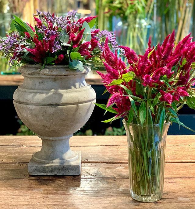 regiacasa's tweet photo. Flores para el fin de semana! Sábado abierto de 10 a 14 hs. https://t.co/UaJ54FTiit https://t.co/NR9XzomdG4