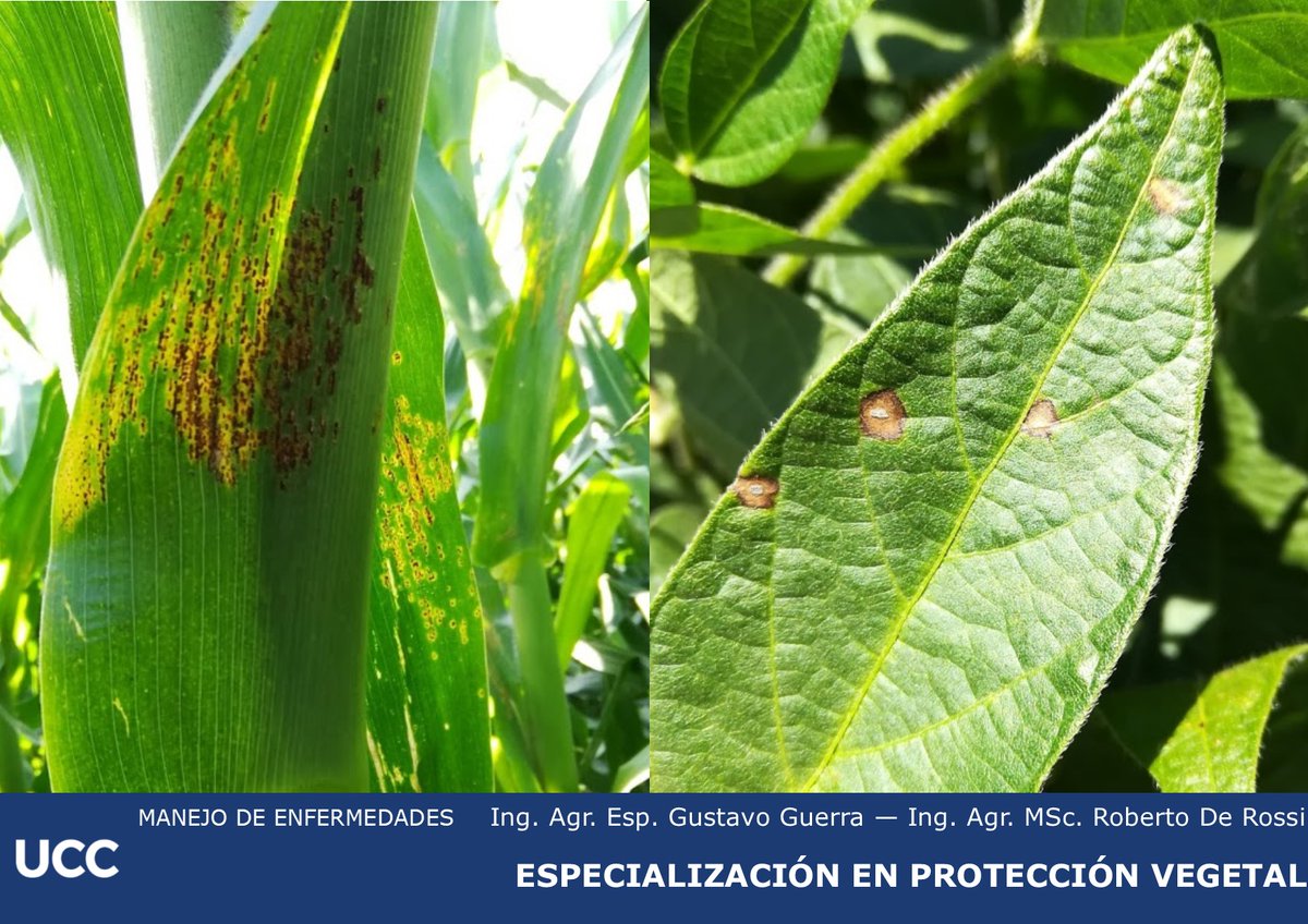 Esp. Protección Vegetal UCC tweet media