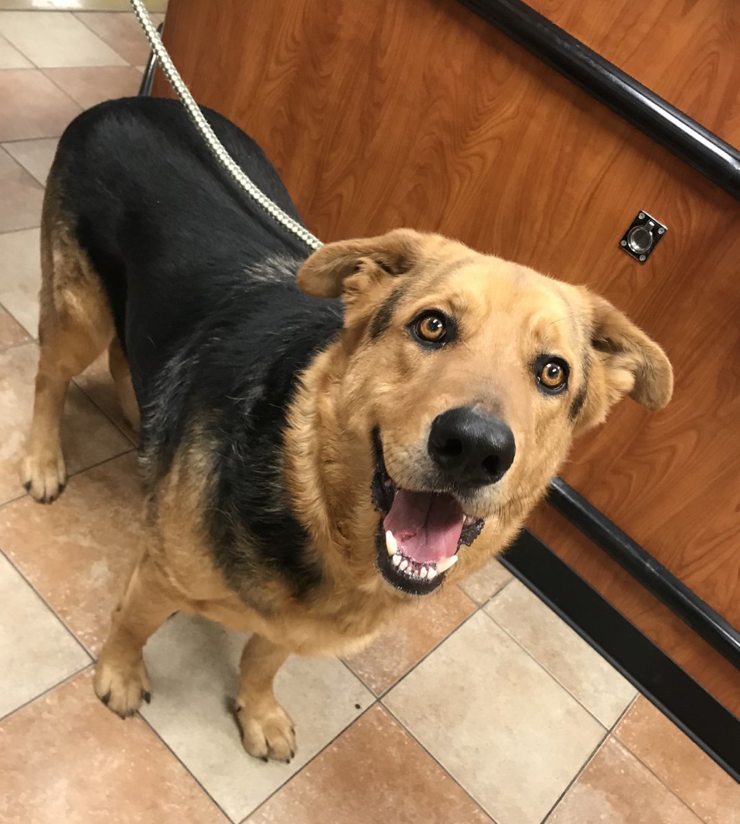 Bo (#A1096074) wanted to remind everyone not to forget about all the wonderful pups available for adoption at our PetSmart Everyday Adoption Center located on Coit Rd. Plus, it's PetSmart's #NationalAdoptionWeekend and Bo says #PICME! Take him home for FREE today and #BeDallas90.