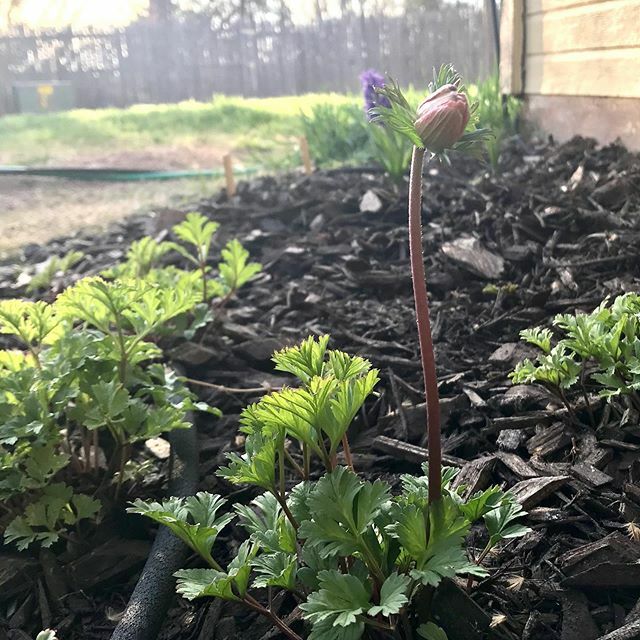 jodelony's tweet photo. Well, hello there, little bud! So glad to see you! 
#anemone #anemoneflower #futureflowerfarmer #bloombabybloom #ayearinflowers https://t.co/N840jb3V20 https://t.co/Idq8m8Q5BF