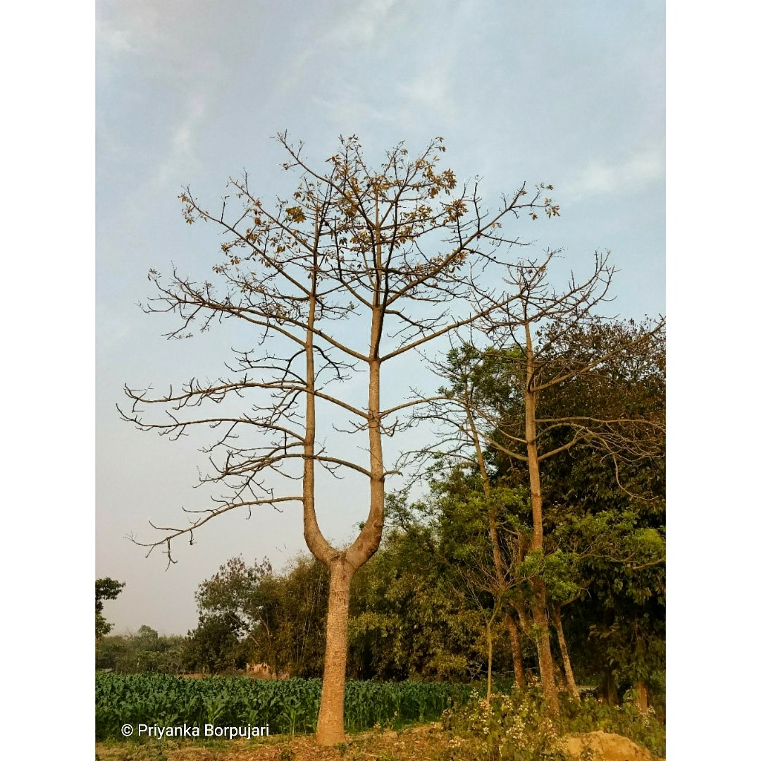 Tuning in.Rasia, Bihar.Seeking wisdom in the benevolence of trees, on the  @outofedenwalk last year, with  @PaulSalopek. #EdenWalk