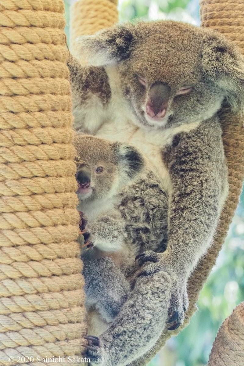クリスマスツリーの妖精になりたい クリスマス気分を味わいたかったコアラさん 民家に侵入しクリスマスツリーによじ登る Togetter