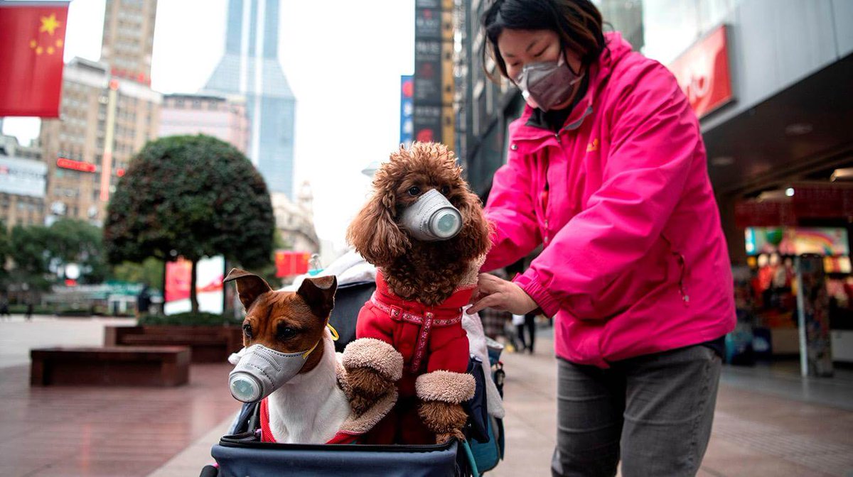 Perro da positivo a #coronavirus en Hong Konghttp://wradio.com.mx/radio/2020/02/29/internacional/1582938471_616856.html …
