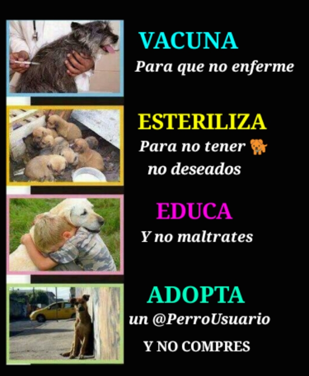 Vacuna, Esteriliza, Educa, #ADOPTA