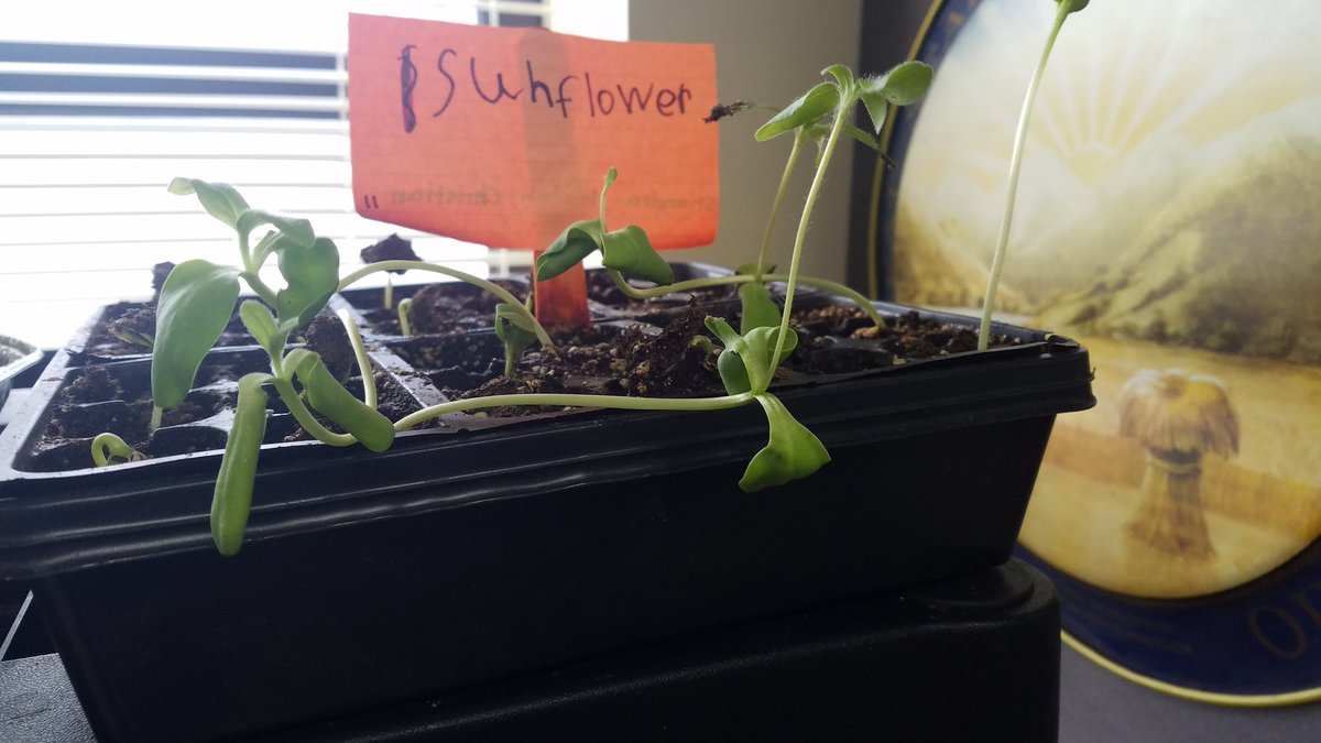 Angela73788343's tweet photo. The Mustang Garden Club has several sunflower starts!  The kids are ecxited! https://t.co/4jNgM6AIZ4