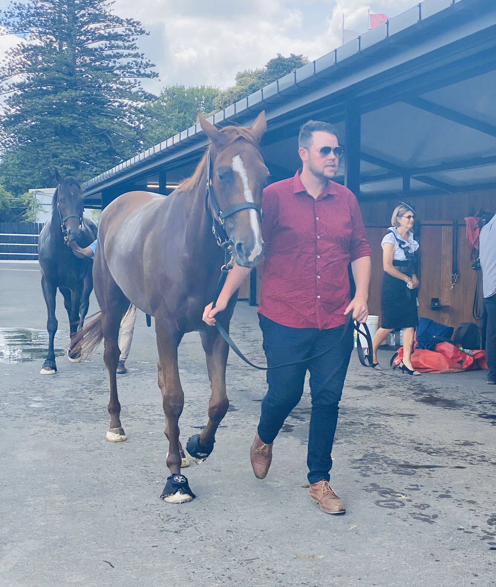 tarajhughes's tweet photo. #TwoIllicit has also arrived at @Ellerslie_Races ahead of the @vodafoneNZ Derby. @TrelawneyStudNZ @trelawneystud @rogerja61957204 @RobertWellwood @TAB_Racing https://t.co/G3MMRyQWxu