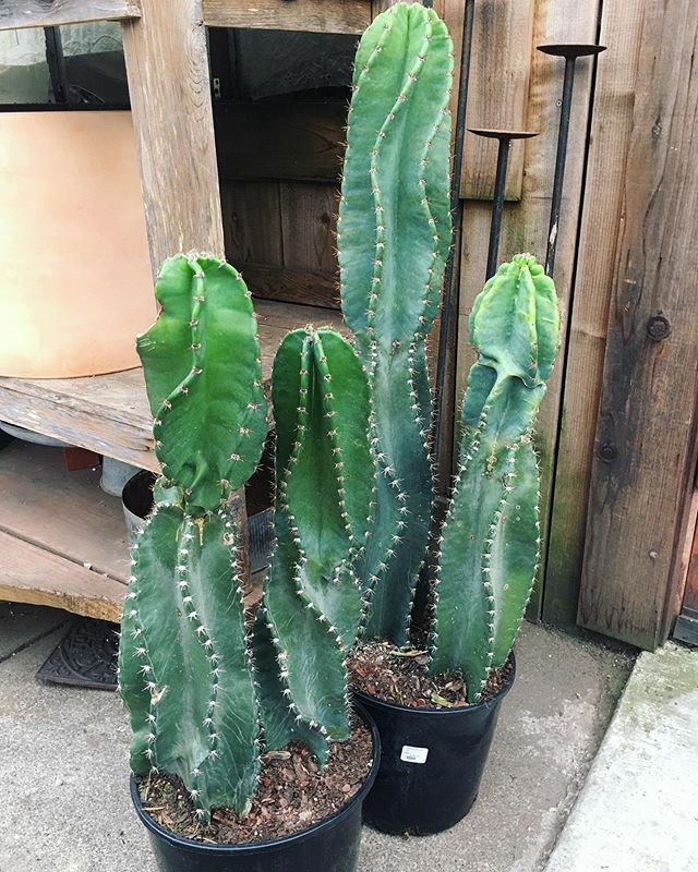 We cereusly can’t get over these #CereusSpiralis!! 🌀 We have two at the Bernal location and like last time, we don’t think they’ll make it past the weekend.
These are $250/each. Another great deal!
.
.
.
.
.
.
.
.
.
.
.
#cactus #spiralis #cereus #rar… ift.tt/3adKxF1