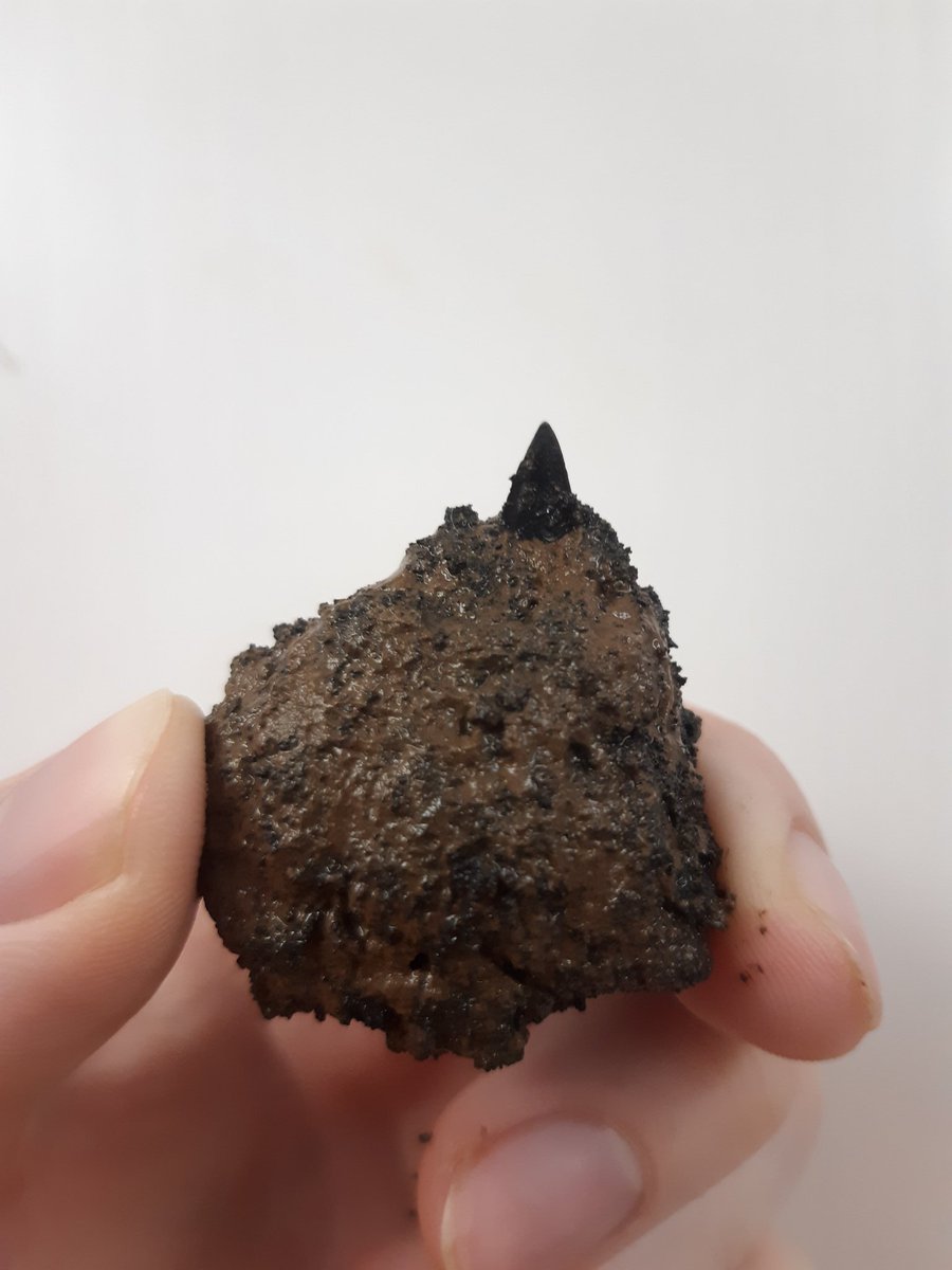 A nodule formed around a shark tooth! No idea what kind of shark though. Very cool!