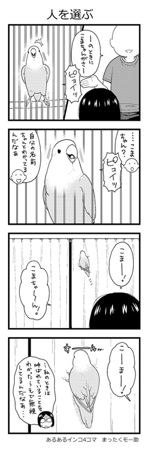 あるあるインコ4こま 66
知ってた 