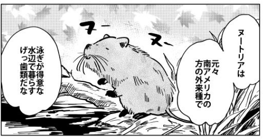 『桐谷さん ちょっそれ食うんすか!?  』8巻料理紹介 ⑤「猟師のヌートリア定食」今農業界で話題の害獣、ばかでかドブネズミことヌートリア。しかし食材としては愛すべきポテンシャル。単行本購入はこちらから→https://t.co/ngaM3vbCWW … … … … … 