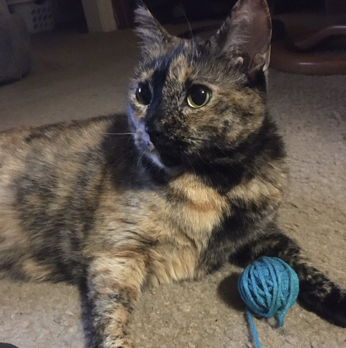 QweenShari's tweet photo. @DSADogCaucus @People4Bernie @BernieSanders Not a dog but a strong supporter of Bernie #catsforbernie #FeelTheBern #MEOWsomebody #M4A https://t.co/7hyChyoJ5P