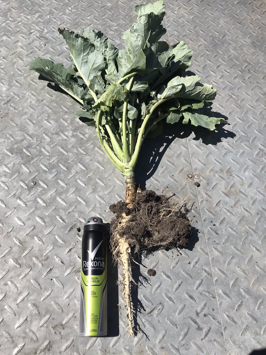 will crawford tweet media