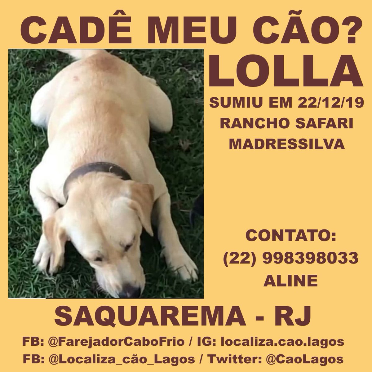 CaoLagos's tweet photo. LOLLA sumiu em 22/12/19 no #ranchosafari no bairro #madressilva em #saquarema . Se você a viu, a pegou ou sabe onde ela está, por favor, entre em contato. https://t.co/YrsoTiNQnj