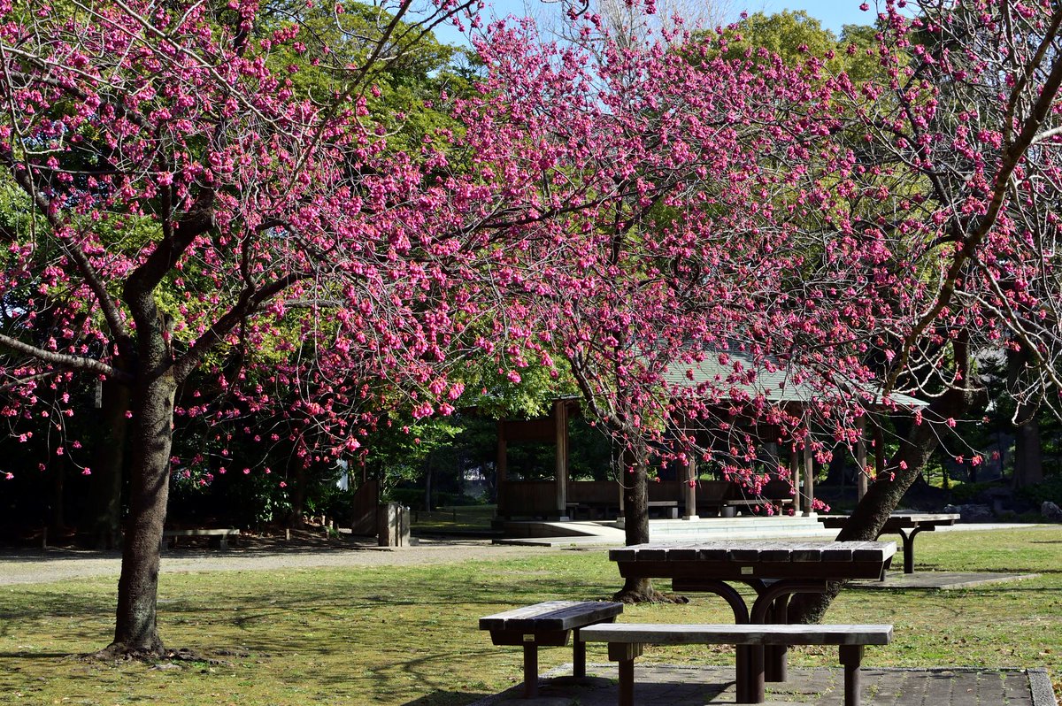 清澄庭園 カンヒザクラは今日8分咲き 見頃に入りました 数は少ないですが 一足早い花見をお楽しみください 東京sakuraプロジェクト 清澄庭園 日本庭園 桜 カンヒザクラ 寒緋桜 Japanesegarden Kiyosumigardens Tokyo Sakura