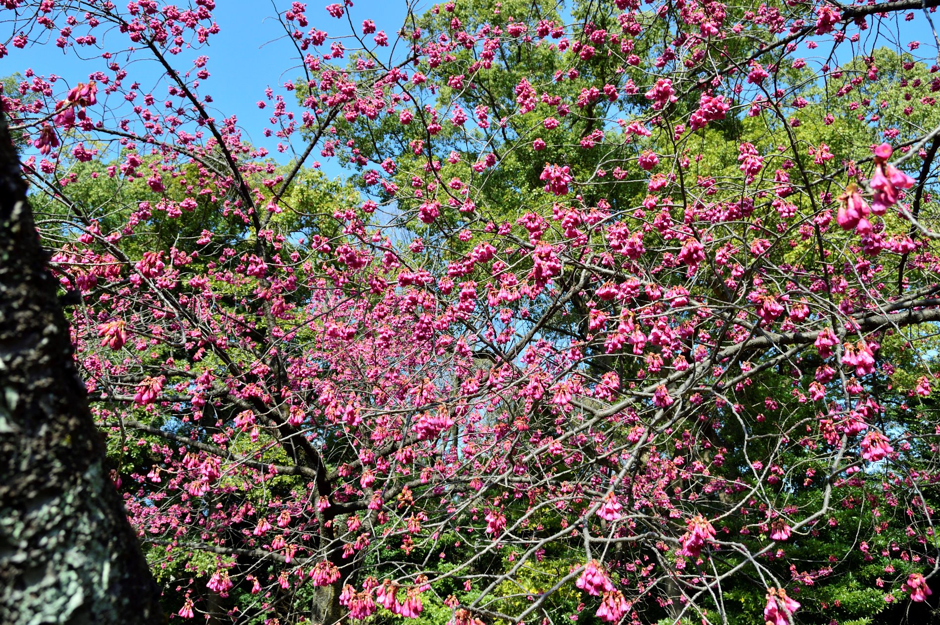 清澄庭園 カンヒザクラは今日8分咲き 見頃に入りました 数は少ないですが 一足早い花見をお楽しみください 東京sakuraプロジェクト 清澄庭園 日本庭園 桜 カンヒザクラ 寒緋桜 Japanesegarden Kiyosumigardens Tokyo Sakura