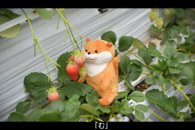 Twitterのコスプレ画像26