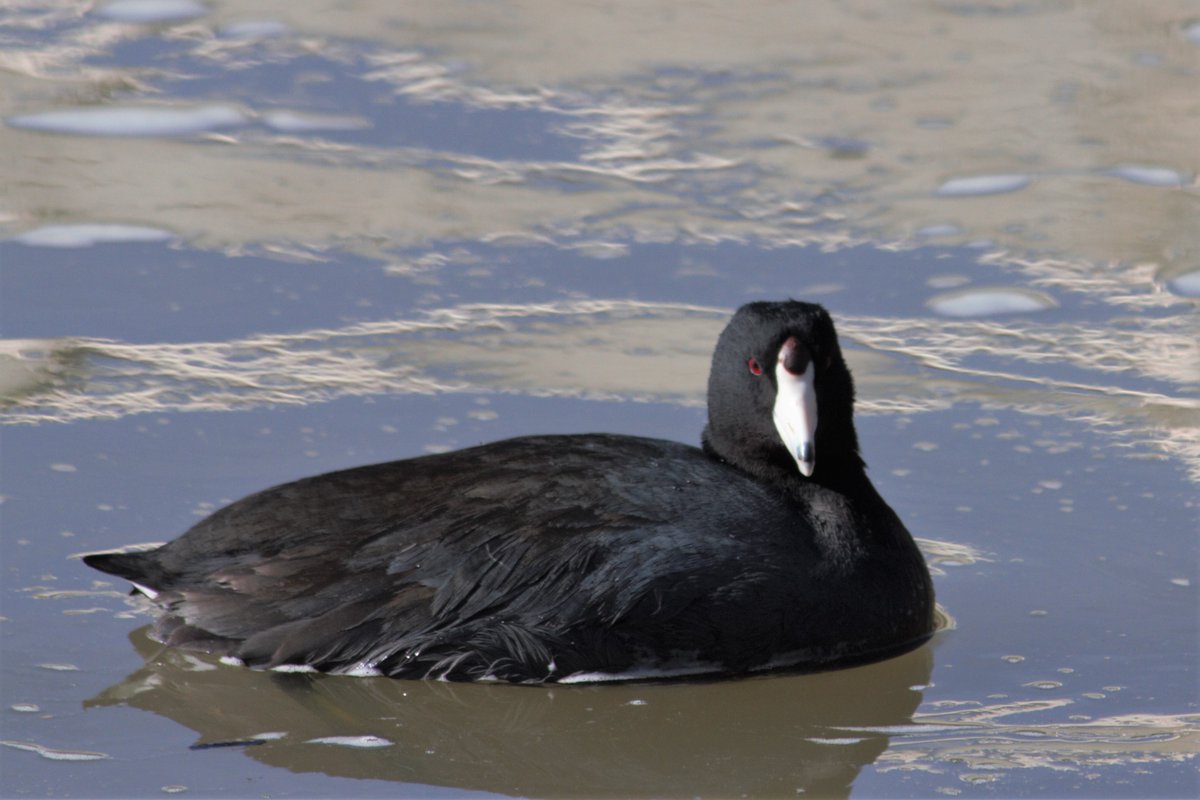 I ended up taking lots of American Coot pictures at #WinterWingsFestival, because how could I not? They are delightful.