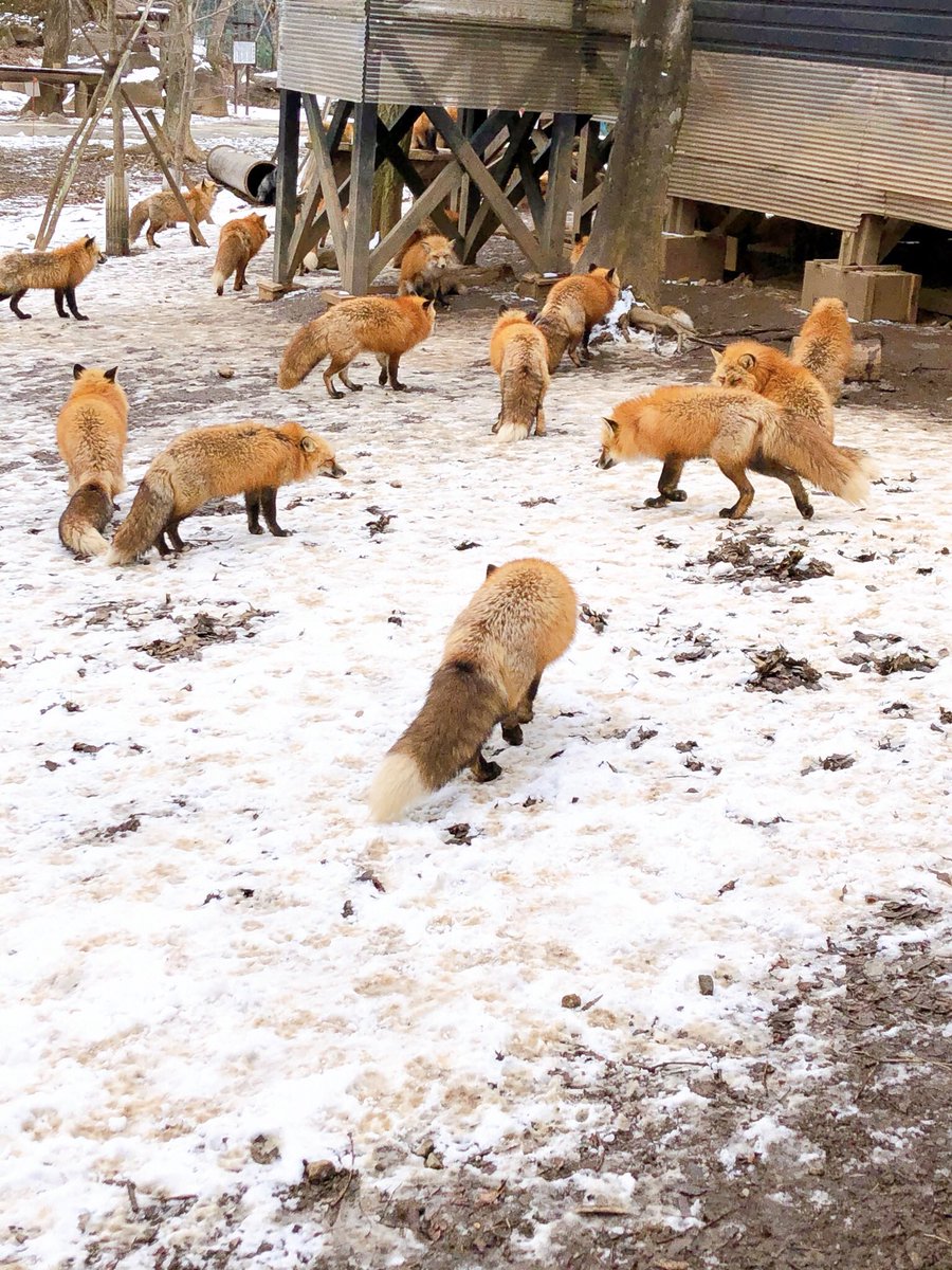 宮城蔵王キツネ村はなぁ!!!!ゴリラの守神がいるから強いんだよ?!?!!
注意看板も強い!コンコン楽しいキツネ村!
本当にキツネだらけ!でも油断できない緊張感がある!!!でも可愛い〜!
スマホ落としたら最後、瞬時に巣穴の奥に持ってかれるので取り返すのは不可能になりますと注意された。 