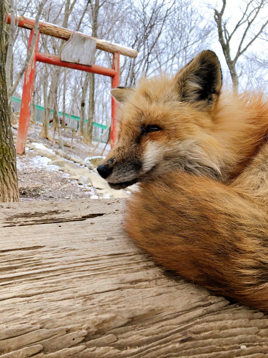 ちょうど冬毛のモフモフ期で最高だった…エキノコックスは無いけど噛まれるので触らないで下さい、しゃがむと噛まれるので油断しないでと言われてそれはそれでスリルあって楽しかった… 