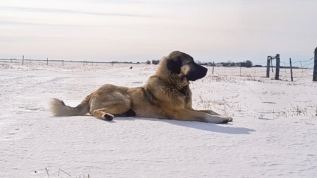 Loki, ever watchful.

#tkranch #livestockguardiandog
#kangal #predatorcontrol