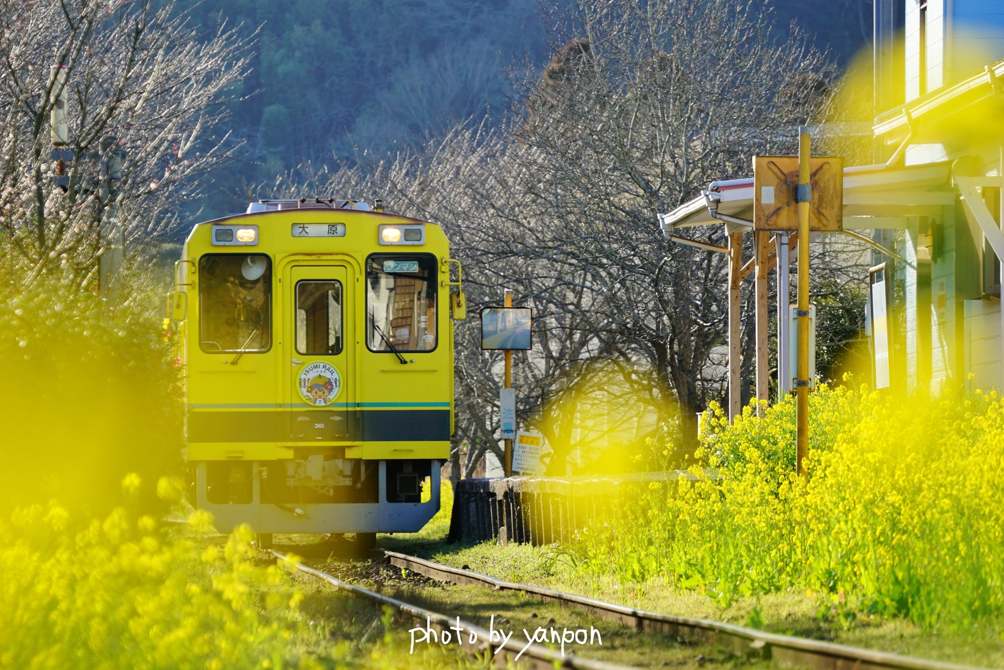 Uzivatel 房総でハワイ気分 Na Twitteru いすみ鉄道 総元駅 春の菜の花列車 総元駅は菜の花がいい感じになっていた 黄色の前ボケで隠れ持つ女子力発揮 0228 撮影 房総の絶景 絶景 千葉県 いすみ鉄道 総元駅 菜の花 T Co Pdkxm8wqtj T