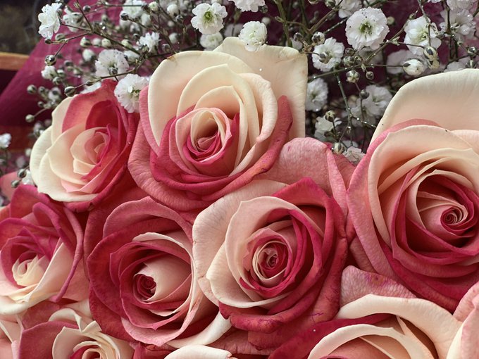 レインボーローズのtwitterイラスト検索結果